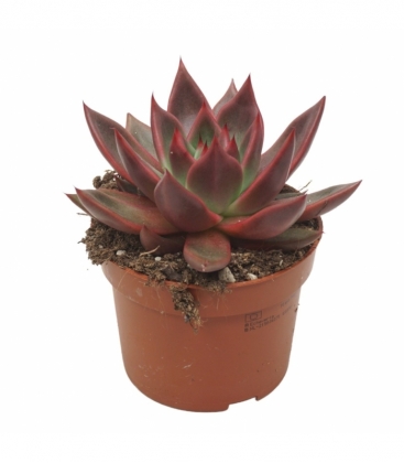 Echeveria