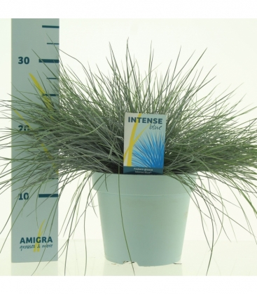 Festuca