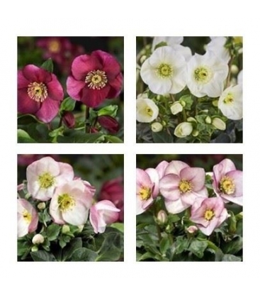 Helleborus