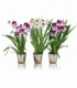 Miltonia