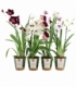 Miltonia