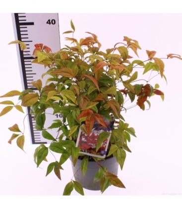 Nandina