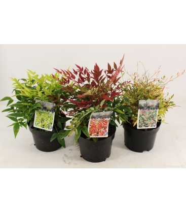 Nandina