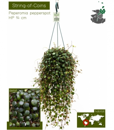 Peperomia