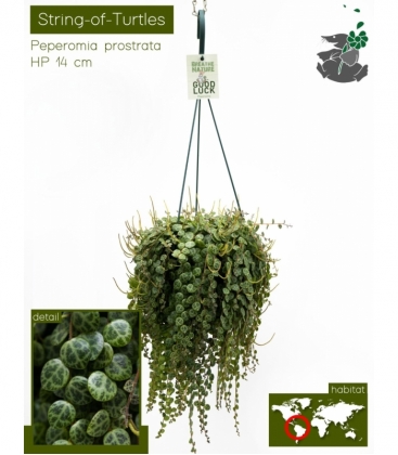 Peperomia