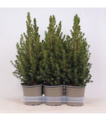 Picea