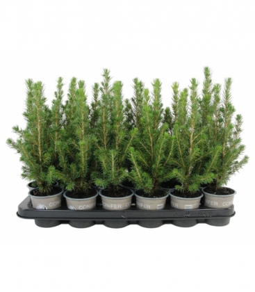 Picea