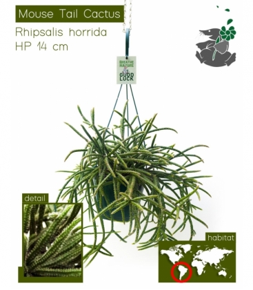 Rhipsalis