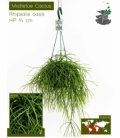 Rhipsalis