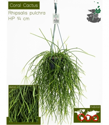 Rhipsalis