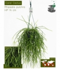 Rhipsalis