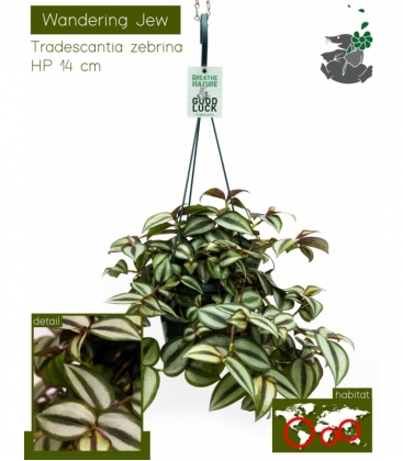 Tradescantia