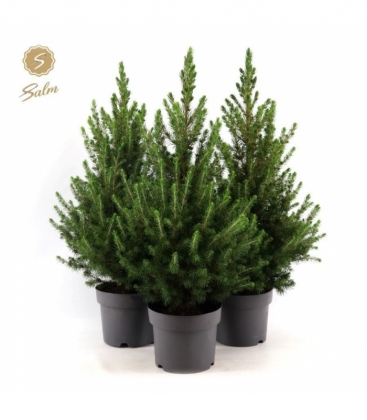 Picea