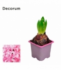 Hyacinthus