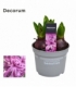 Hyacinthus