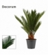 Cycas