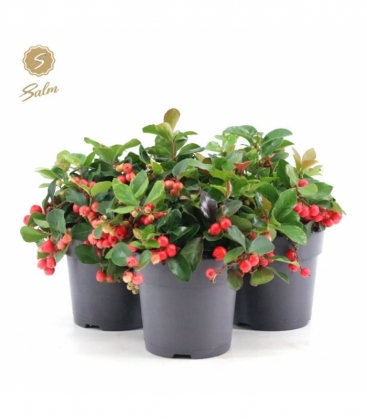 Gaultheria