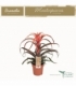 Tillandsia