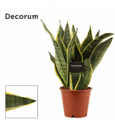 Sansevieria