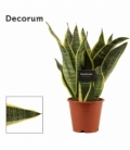 Sansevieria