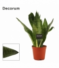 Sansevieria