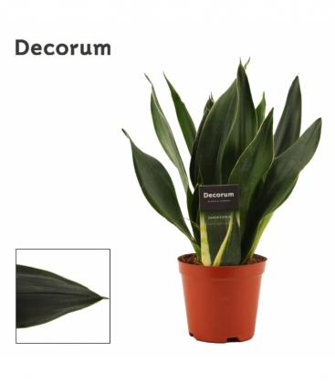 Sansevieria