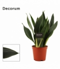 Sansevieria