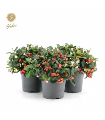 Gaultheria