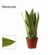 Sansevieria