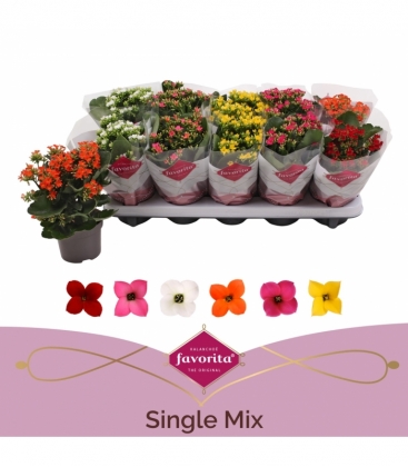 Kalanchoe