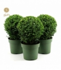 Buxus