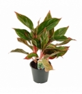 Aglaonema