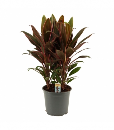 Cordyline