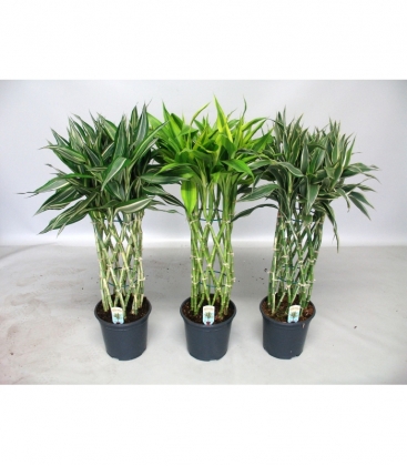 Dracaena