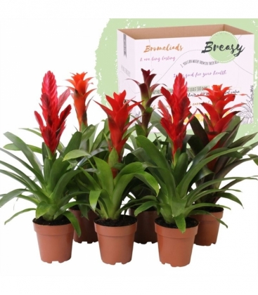 Bromelia