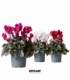 Cyclamen