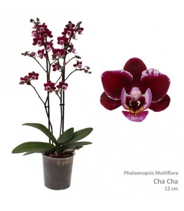 Phalaenopsis