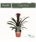 Guzmania