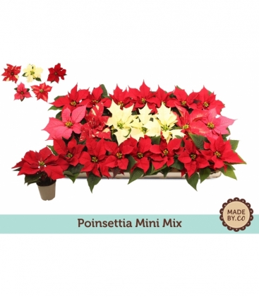 Poinsettia