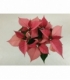 Poinsettia