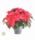 Poinsettia