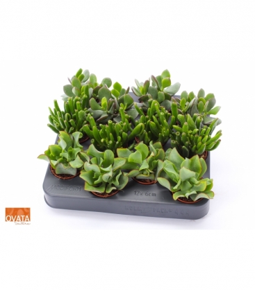 Crassula