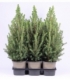 Picea