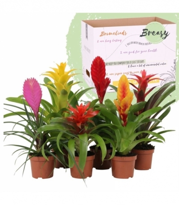 Bromelia