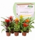 Guzmania