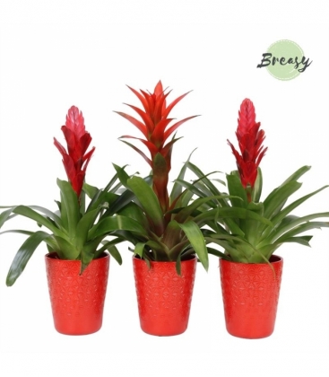 Bromelia