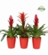 Bromelia