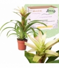 Guzmania