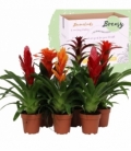 Bromelia