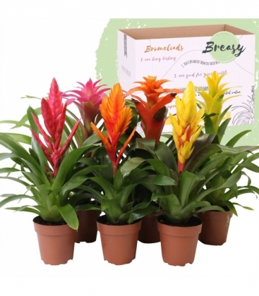 Bromelia